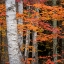 Picture of USA-MAINE-ACADIA NATIONAL PARK