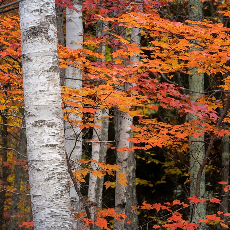 Picture of USA-MAINE-ACADIA NATIONAL PARK