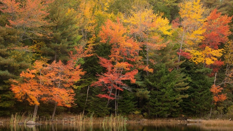 Picture of USA-MAINE-ACADIA NATIONAL PARK FOREST REFLECTIONS IN LAKE