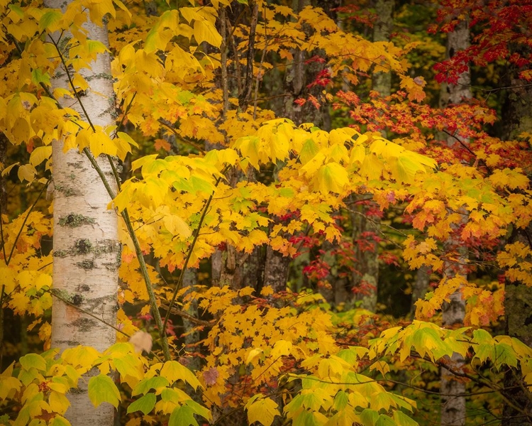 Picture of USA-MAINE-ACADIA NATIONAL PARK AUTUMN COLORS IN FOREST