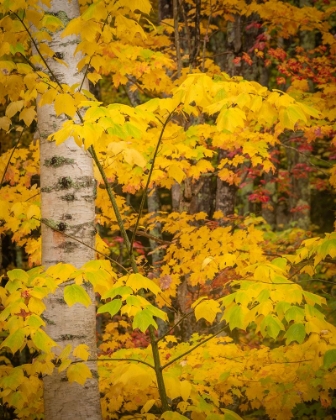 Picture of USA-MAINE-ACADIA NATIONAL PARK AUTUMN COLORS IN FOREST