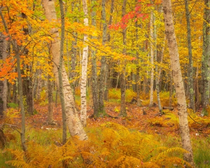 Picture of USA-MAINE-ACADIA NATIONAL PARK AUTUMN COLORS IN FOREST