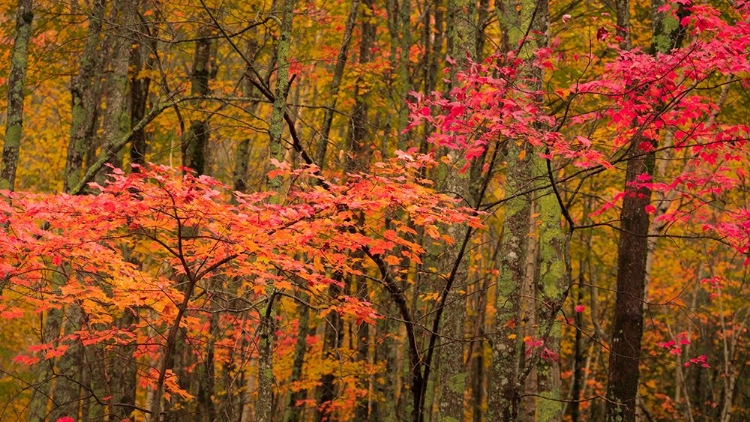 Picture of USA-MAINE-ACADIA NATIONAL PARK