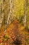 Picture of USA-MAINE-ACADIA NATIONAL PARK FOREST TRAIL