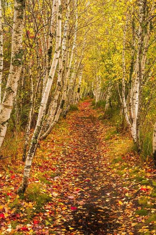 Picture of USA-MAINE-ACADIA NATIONAL PARK FOREST TRAIL