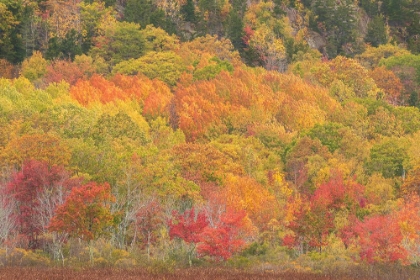 Picture of USA-MAINE-ACADIA NATIONAL PARK FOREST LANDSCAPE IN AUTUMN COLORS