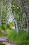 Picture of PAPER BIRCH TREES ALONG PATHWAY IN ACADIA NATIONAL PARK-MAINE-USA
