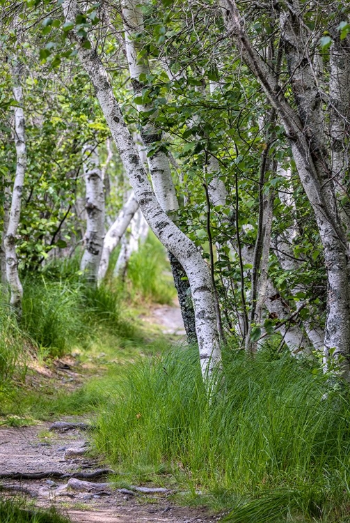 Picture of PAPER BIRCH TREES ALONG PATHWAY IN ACADIA NATIONAL PARK-MAINE-USA