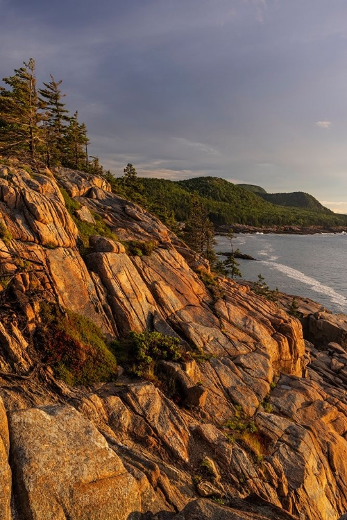 Picture of OTTER CLIFFS AT SUNRISE IN ACADIA NATIONAL PARK-MAINE-USA