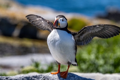Picture of ATLANTIC PUFFINS ON MACHIAS SEAL ISLAND-MAINE-USA
