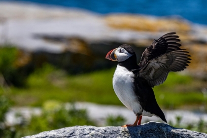 Picture of ATLANTIC PUFFINS ON MACHIAS SEAL ISLAND-MAINE-USA