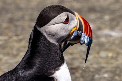 Picture of ATLANTIC PUFFIN WITH FISH ON MACHIAS SEAL ISLAND-MAINE-USA