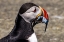 Picture of ATLANTIC PUFFIN WITH FISH ON MACHIAS SEAL ISLAND-MAINE-USA