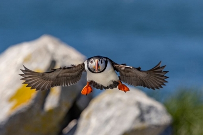 Picture of ATLANTIC PUFFINS IN FLIGHT ON MACHIAS SEAL ISLAND-MAINE-USA