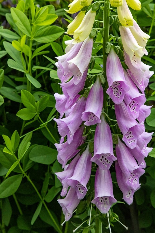 Picture of FOXGLOVE IN SOMESVILLE-MAINE-USA