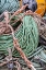 Picture of LOBSTER ROPE IN BERNARD-MAINE-USA