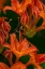 Picture of TANGERINE DELIGHT AZALEA FLOWERS IN NORTHEAST HARBOR-MAINE-USA