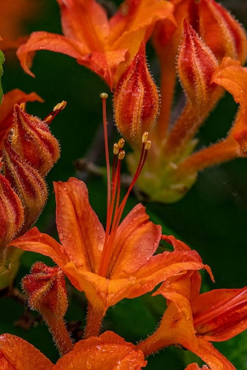 Picture of TANGERINE DELIGHT AZALEA FLOWERS IN NORTHEAST HARBOR-MAINE-USA