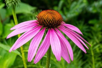 Picture of BOOTHBAY HARBOR-MAINE-USA COASTAL MAINE BOTANICAL GARDEN