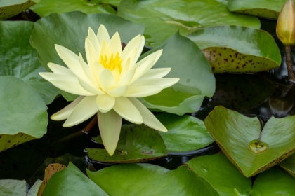 Picture of BOOTHBAY HARBOR-MAINE-USA COASTAL MAINE BOTANICAL GARDENS YELLOW WATER LILY (NYMPHEA MEXICANA)