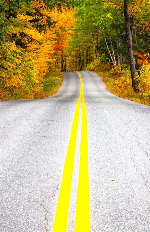 Picture of USA-MAINE-HIGHWAY 113 LINED BY MAPLE AND BIRCH TREES IN FULL AUTUMN COLOR