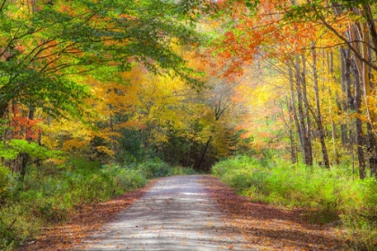 Picture of USA-NEW ENGLAND-MAINE-WILD RIVER GRAVEL ROAD LINED WITH FALL COLORED BIRCH AND MAPLE TREES