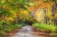 Picture of USA-NEW ENGLAND-MAINE-WILD RIVER GRAVEL ROAD LINED WITH FALL COLORED BIRCH AND MAPLE TREES