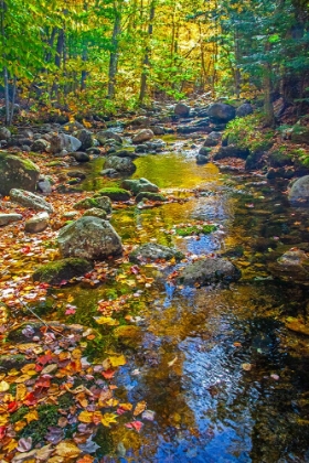 Picture of USA-NEW ENGLAND-MAINE AUTUMN AND STREAM JUST OFF OF WILD RIVER ROAD