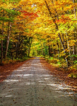 Picture of USA-NEW ENGLAND-MAINE-WILD RIVER GRAVEL ROAD LINED WITH FALL COLORED BIRCH AND MAPLE TREES