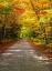Picture of USA-NEW ENGLAND-MAINE-WILD RIVER GRAVEL ROAD LINED WITH FALL COLORED BIRCH AND MAPLE TREES
