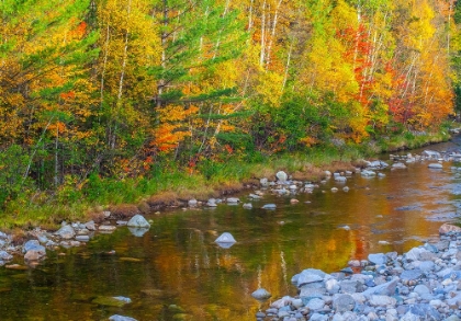Picture of USA-NEW ENGLAND-MAINE-WILD RIVER-REFLECTIONS OF AUTUMN COLORS IN SMALL RIVER