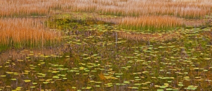 Picture of USA-NEW ENGLAND-MAINE-MT-DESERT ISLAND-ACADIA NATIONAL PARK WITH LILY PADS IN SMALL POND WITH GOLDE