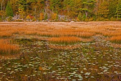 Picture of USA-NEW ENGLAND-MAINE-MT-DESERT ISLAND-ACADIA NATIONAL PARK WITH LILY PADS IN SMALL POND WITH GOLDE