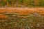 Picture of USA-NEW ENGLAND-MAINE-MT-DESERT ISLAND-ACADIA NATIONAL PARK WITH LILY PADS IN SMALL POND WITH GOLDE