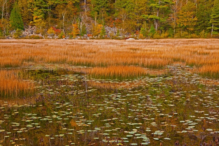 Picture of USA-NEW ENGLAND-MAINE-MT-DESERT ISLAND-ACADIA NATIONAL PARK WITH LILY PADS IN SMALL POND WITH GOLDE