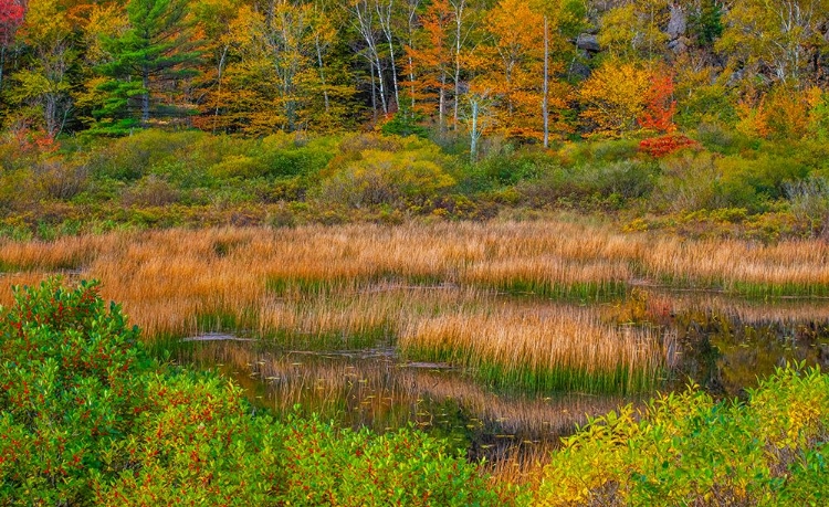 Picture of USA-NEW ENGLAND-MAINE-MT-DESERT ISLAND-ACADIA NATIONAL PARK WITH LILY PADS IN SMALL POND WITH GOLDE