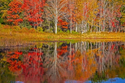 Picture of USA-NEW ENGLAND-MAINE-LAKE WITH FALL COLORS REFLECTED IN CALM WATER