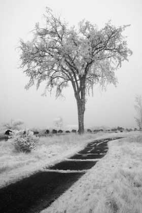 Picture of USA-MINNESOTA-DULUTH-PARK POINT-BOARDWALK OVER DUNES