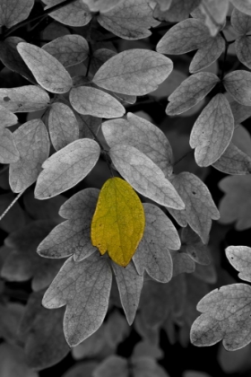 Picture of USA-MINNSOTA-DULUTH-FALL COLOR