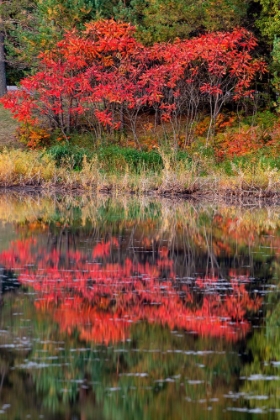 Picture of USA-MINNSOTA-DULUTH-FALL COLOR