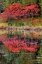 Picture of USA-MINNSOTA-DULUTH-FALL COLOR