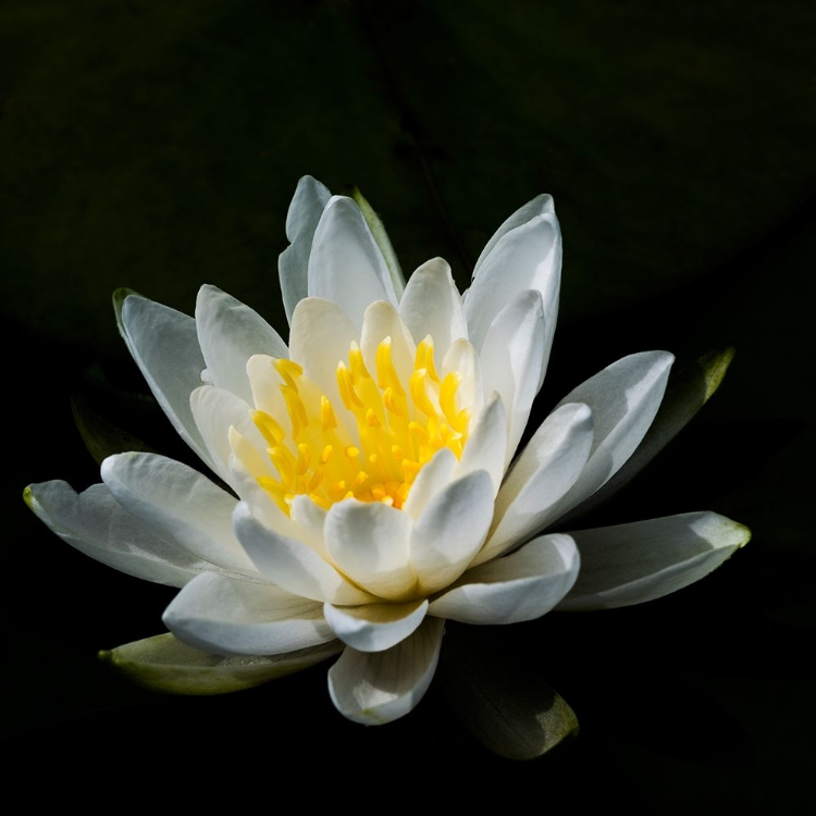 Picture of USA-MINNESOTA-LA SALLE LAKE STATE RECRATION AREA-LA SALLE CREEK-WATER LILLY