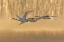 Picture of TRUMPETER SWANS-CYGNUS BUCCINATOR-IN FLIGHT AT SUNRISE RIVERLANDS MIGRATORY BIRD SANCTUARY-WEST ALT