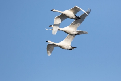 Picture of TRUMPETER SWANS-CYGNUS BUCCINATOR-IN FLIGHT RIVERLANDS MIGRATORY BIRD SANCTUARY-WEST ALTON-MISSOURI