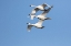 Picture of TRUMPETER SWANS-CYGNUS BUCCINATOR-IN FLIGHT RIVERLANDS MIGRATORY BIRD SANCTUARY-WEST ALTON-MISSOURI