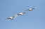 Picture of TRUMPETER SWANS-CYGNUS BUCCINATOR-IN FLIGHT RIVERLANDS MIGRATORY BIRD SANCTUARY-WEST ALTON-MISSOURI