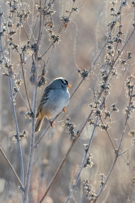 Picture of WHITE-CROWNED SPARROW-ZONOTRICHIA LEUCOPHRYS-ST-CHARLES COUNTY-MISSOURI