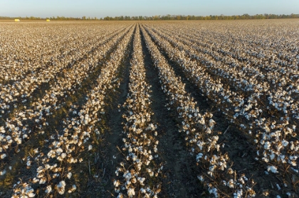 Picture of COTTON FIELD AT SUNSET-STODDARD COUNTY-MISSOURI