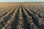 Picture of COTTON FIELD AT SUNSET-STODDARD COUNTY-MISSOURI
