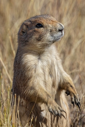 Picture of BLACK-TAILED PRAIRIE DOG-GREYCLIFF PRAIRIE DOG TOWN STATE PARK-NEAR LIVINGSTON-MONTANA